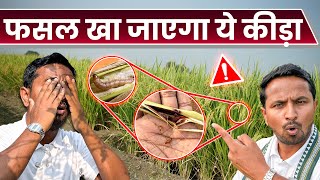 धान और गन्ने के बर्बादी का मास्टरमाइंड 🐛 Stem Borer Attack & Control⚠️ADAMA Forpido | Indian Farmer