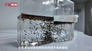 “以蚊治蚊”！ 广州释放“绝育雄蚊”构筑基孔肯雅热科技防线