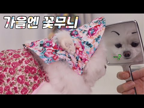 가을옷 가을모자 맘음에 안드는 강아지 ㅋㅋ