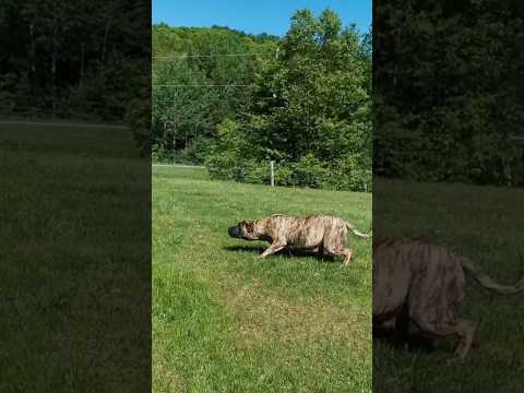 Presa Canario when want to attack 🛑 #shorts #presacanario #canecorso #doberman #kangal #attack