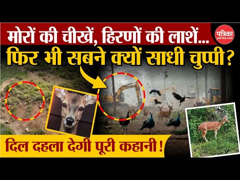 Telangana Forest News: तेलंगाना के Kancha Gachibowli Jungle मामले की पूरी कहानी | BRS | Hyderabad
