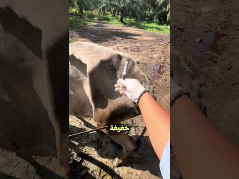 ليش البيطري يضرب البقرة قبل الإبرة❗😱