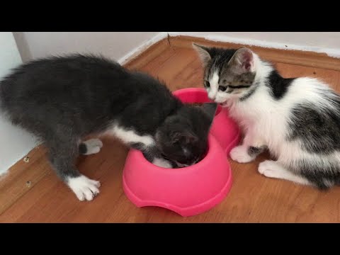 Yavru Kedi Çok Acıkmış, Bakın Ne Yapıyor - Sevimli Kedi Videosu