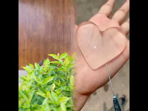 2-Boa está de namorado #humorbrasil #humortiktok #familia