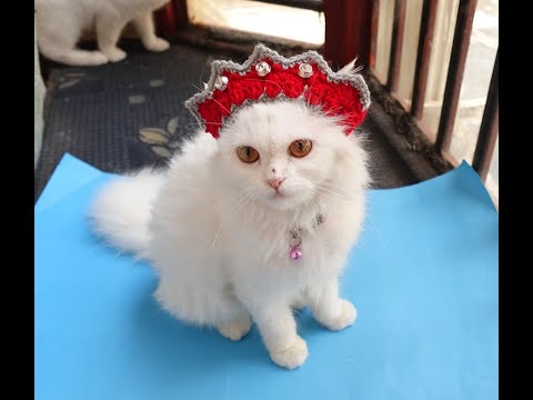 How To Crochet Princess Crown// Princess Crown Crochet Pattern Easy for Pets-Cat