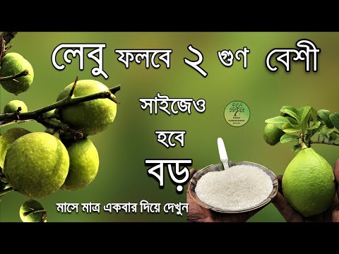 ২ গুণ বেশি লেবু পেতে কি কি করবেন / Roof gardening / Lemon plant care