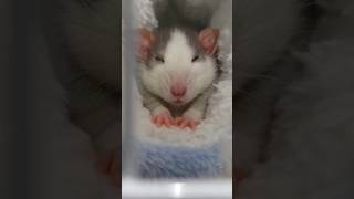 cute baby videos #animals #cartoon #cat #usa #animatio #catshorts #cartoon #ai #catlovers #猫 #cute