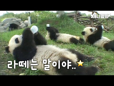 푸바오의 조상님 그때 그 시절 판다들(장꾸력 만렙ㅋㅋ)ㅣFu Bao’s Ancestors. Pandas Back In The Day