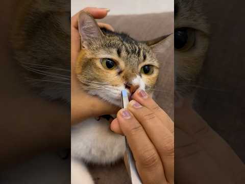 Cleaning mollies nose part 2 #cat #mollie #cuteanimal #catlover #catt #catcute #funny #ourcat