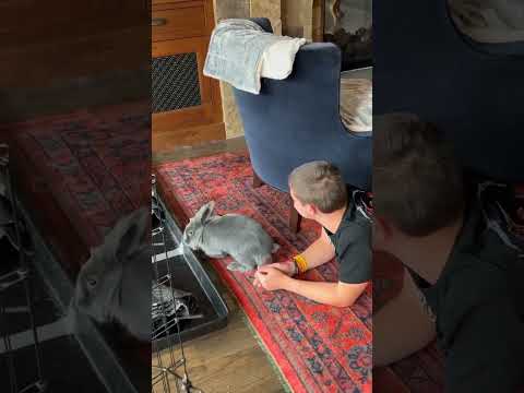 Funny Bunny #fouryoupage #funny #fypシ #pets #usaus #foryou #for