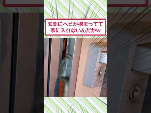 玄関にヘビが挟まってて家に入れないんだがww #2ch面白いスレ #2ch #5ch #shorts