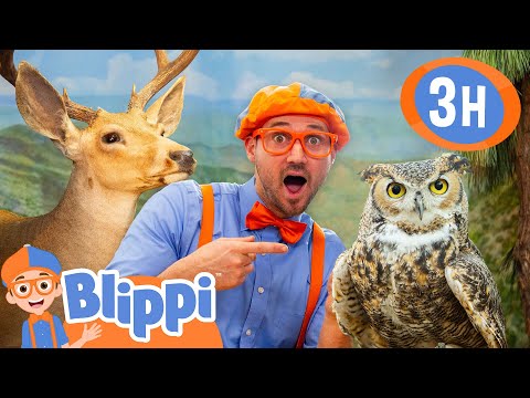 Learn About Mammals & Birds with Blippi ! 🦉🦌 | Blippi’s Educational Animal Adventure!