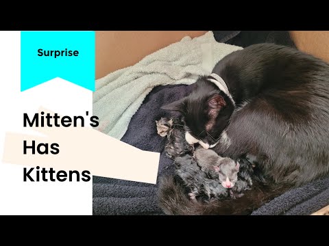 Mittens Has Kittens!