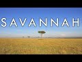 Exploring the Savannah Biome and Its Ecosystems