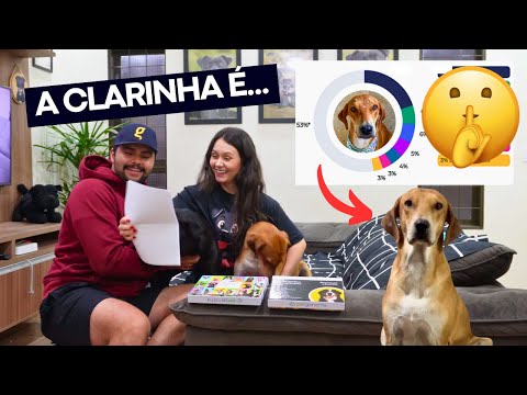DESCOBRINDO COM VOCÊS AS RAÇAS DO WILL E DA CLARINHA | Teste de DNA Petgenoma 🧬