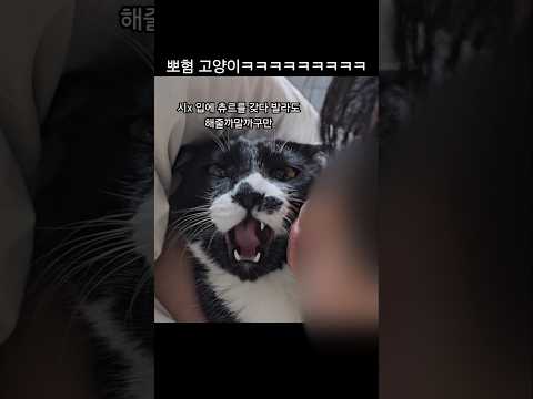 뽀혐이 심한 고양이