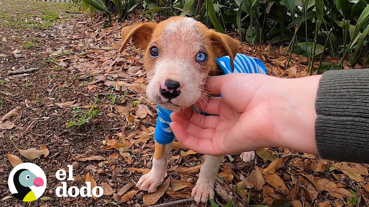 Perro encontrado en una caja ahora es el más feliz y hermoso I El Dodo