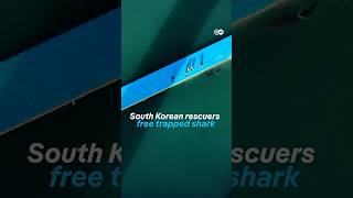 The internet's favorite shark is free | DW News