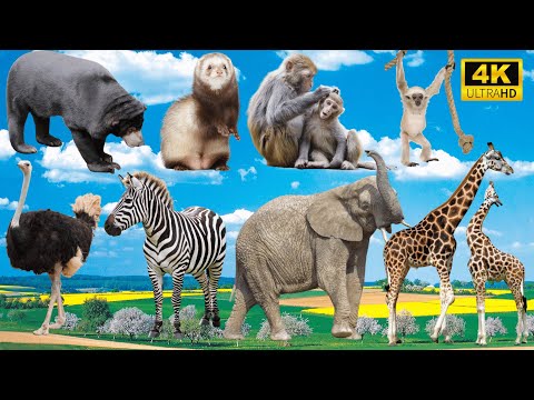 Charming Animal Moments: Bear, Mink, Monkey, Ostrich, Zebra, Elephant, Giraffe - Cute Pet Sounds