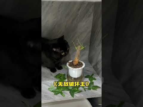 【#一只黑糖啵啵】遇事不要慌、先发个抖音问问猫肉怎么做好吃!#黑猫#猫咪的迷惑行为