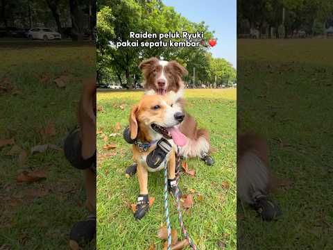 RYUKI & RAIDEN KOMPAK PAKAI SEPATU KEMBAR JALAN-JALAN‼️😍 #shorts #anjinglucu