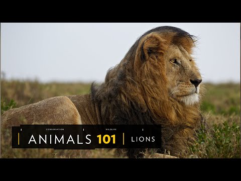 101動物教室：獅子《國家地理》雜誌 - YouTube(4分22秒)