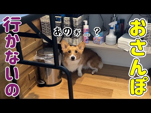 サマータイムに納得いかないコーギー
