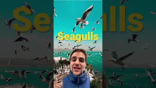 Seagulls Fact #animalshorts #allaboutanimals #birds