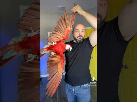 Touching your parrot ( part 2 )