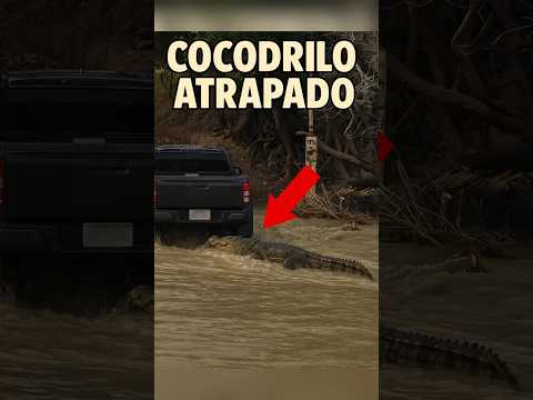 Se encontró con una sorpresa en medio del rio #trucks #trailers #camioneros #camiones #camion