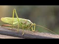 Insect Behavior and Management Strategies