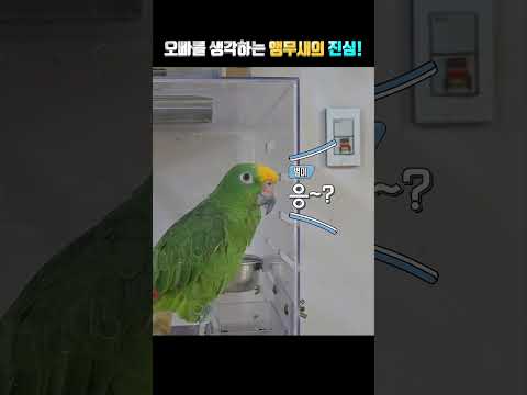 오빠를 생각하는 앵무새의 진심은?