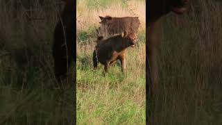 Fearless Warthog Turns Tables On A Pack Of Hyenas