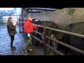 Cattle Condition Scoring and Management