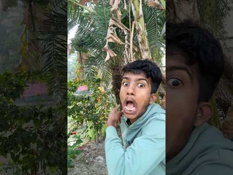 😳😨😱o gato pegou ele 😛shorts #funny #comedy😭😂😳😭😳😂😭