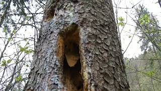 "Discover the Enchanting Tree Transformed by Woodpeckers' Unique Creations"
