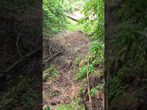 B4bi hutan muncul secara diam-diam #shorts