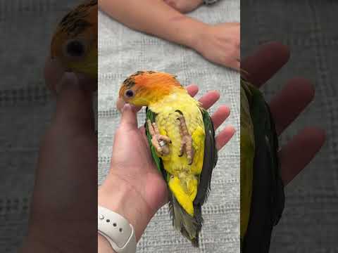 Evimize birçok özelliği olan çok yönlü biri geldi ☺️