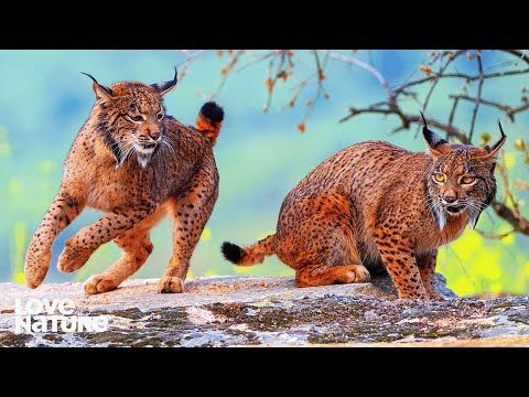 African Big Cats Enter Battle Arena | My Wild Cats 101