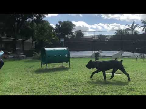 HOW TO GET A CANE CORSO TIRED… 💪😳
