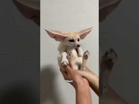 This is a fennec.Of course,you can also call it Finnick!#cute #animal