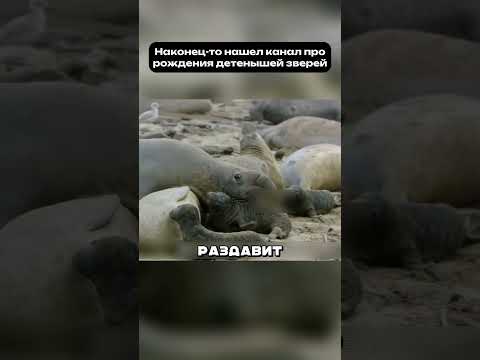 На пляже малыш в опасности… но мать с ним 🐾 #рождение #материнство #первыечасы