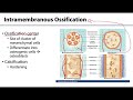 Bone Formation and Ossification Processes