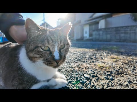 猫島に何匹かいる犬と会話するため犬語を習得中な島の猫