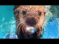 Sea Otters and Ecosystem Dynamics