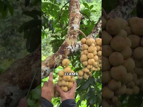 ¡Frutas exóticas y raras de China que nunca has vi