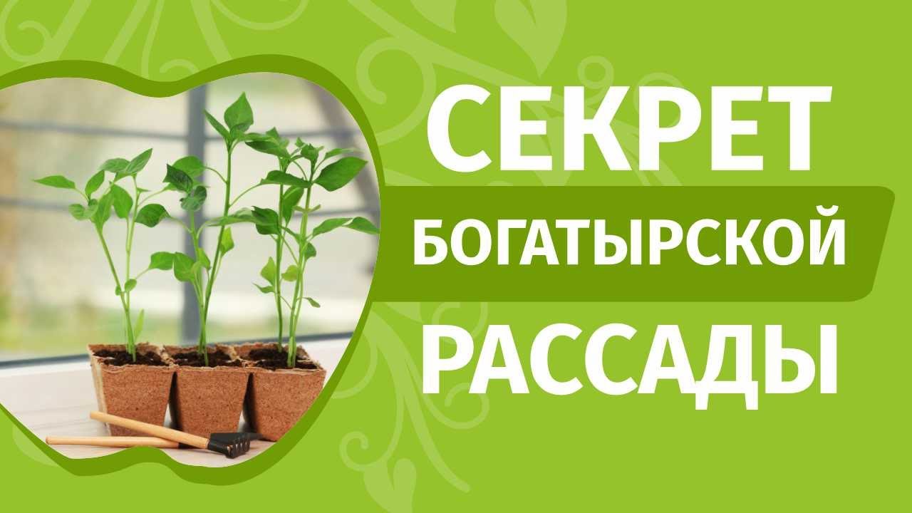 Хороший грунт - крепкая рассада. Какую почву лучше выбрать и использовать для выращивания рассады.