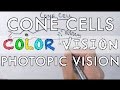 Cone Cells and Color Vision