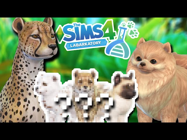 A Litter of CHEETAH x Pomeranian Puppies?! ???