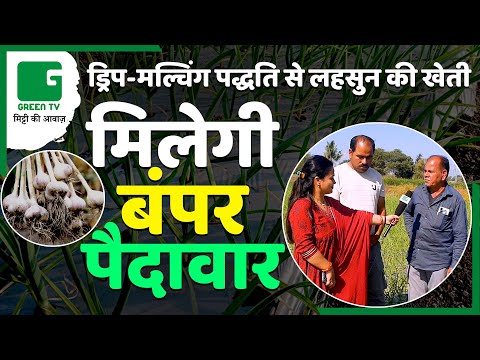 Drip-Mulching पद्धति से लहसुन की लाभकारी खेती | Drip Mulching in Garlic Cultivation | Green TV India